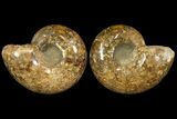 Honey-Orange Ammonite (Argonauticeras) - Befandriana, Madagascar #113121-2